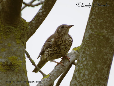 Mistle thrush - Turdus viscivorus