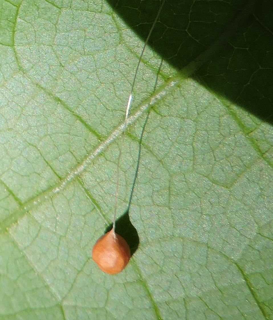 Springfield Plateau Junk Bugs