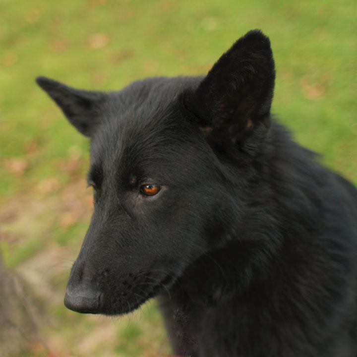 Noir Black German Shepherd Mix