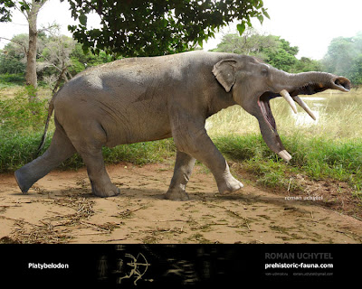 Proboscidea prehistorica Platybelodon