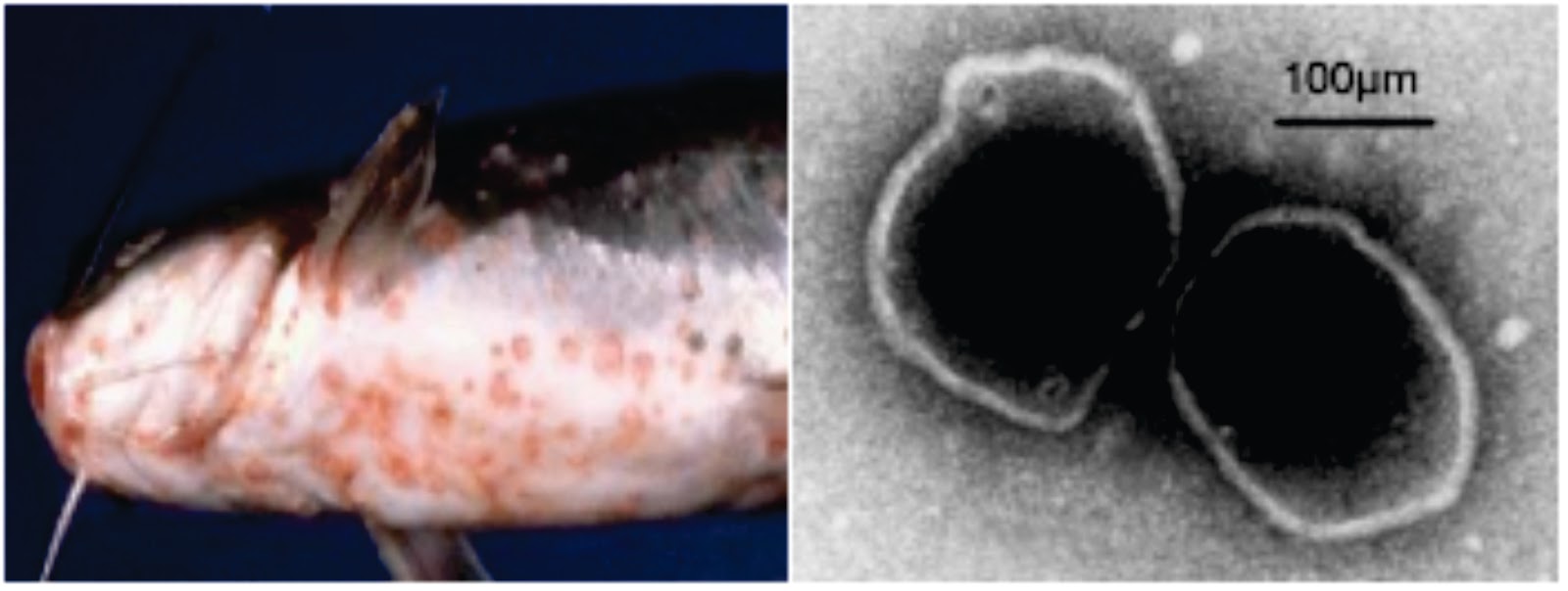 Penyakit Virus Pada Ikan Channel Catfish Virus Disease (CCVD) Lalaukan
