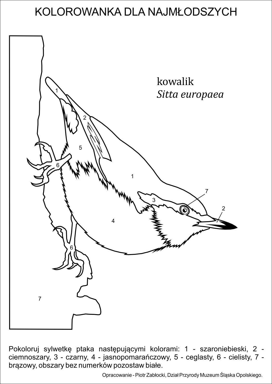 Rozpoznawanie ptaków dla najmłodszych – kowalik Sitta europaea (kolorowanka)