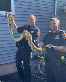 8-foot python captured in driveway of New York home