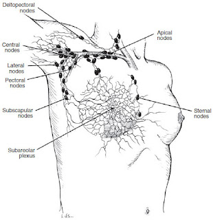 Lymphatics of the breast anatomy