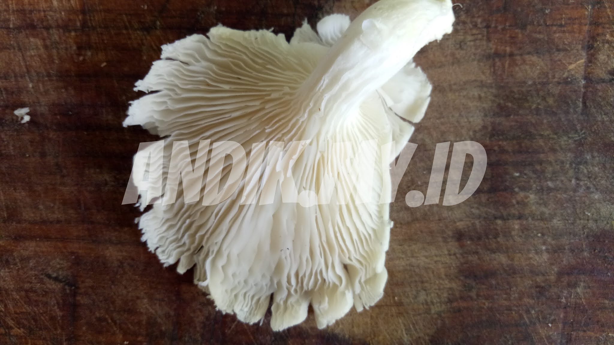 Fakta menarik tentang jamur tiram lengkap dengan fotofotonya andik.my.id