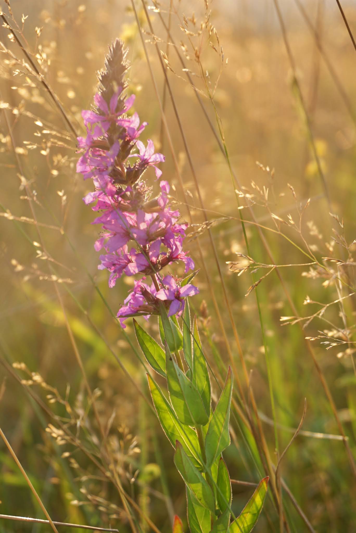 За каквото и да е