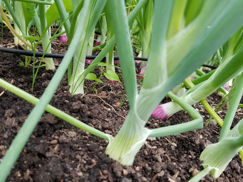 The Heat, the Rain....and the Skeeters!