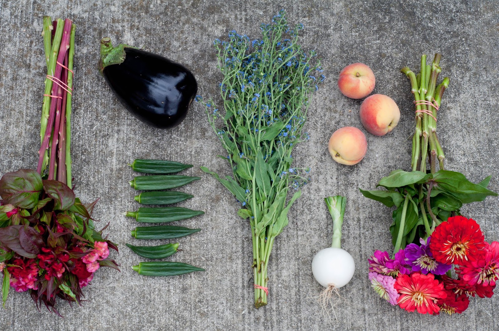 Robson's Farm July Vegetable Shoot (better late than never)