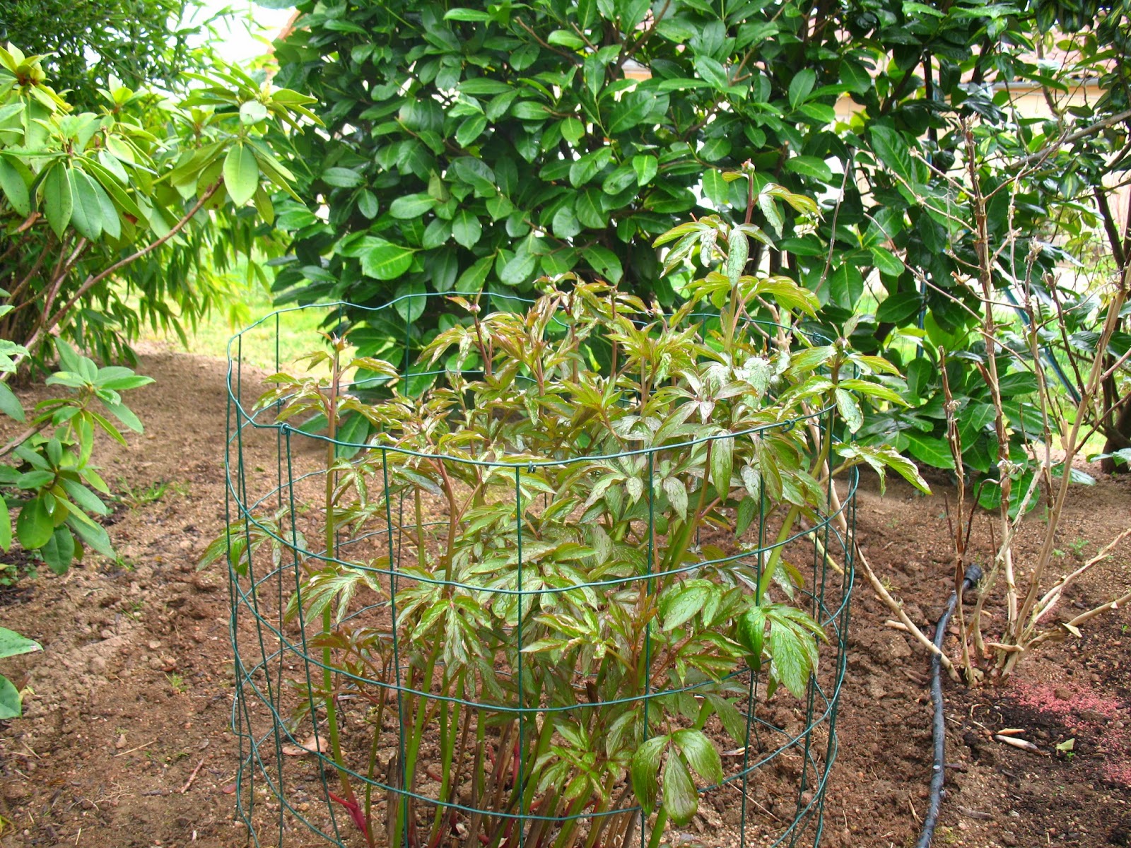 Roses du jardin Chêneland Tuteurer les pivoines