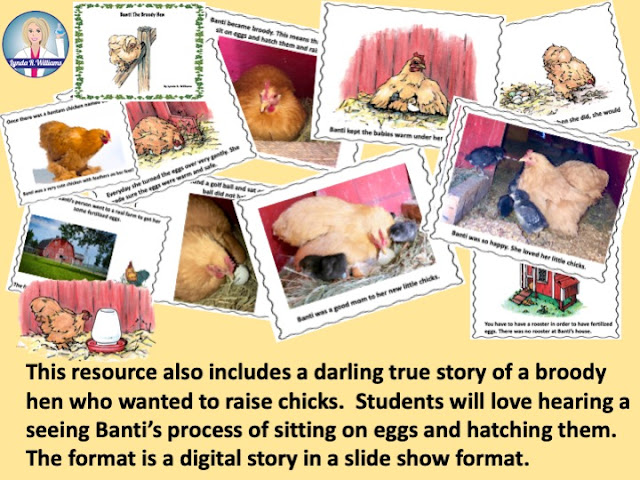 all about chickens chicken life cycle