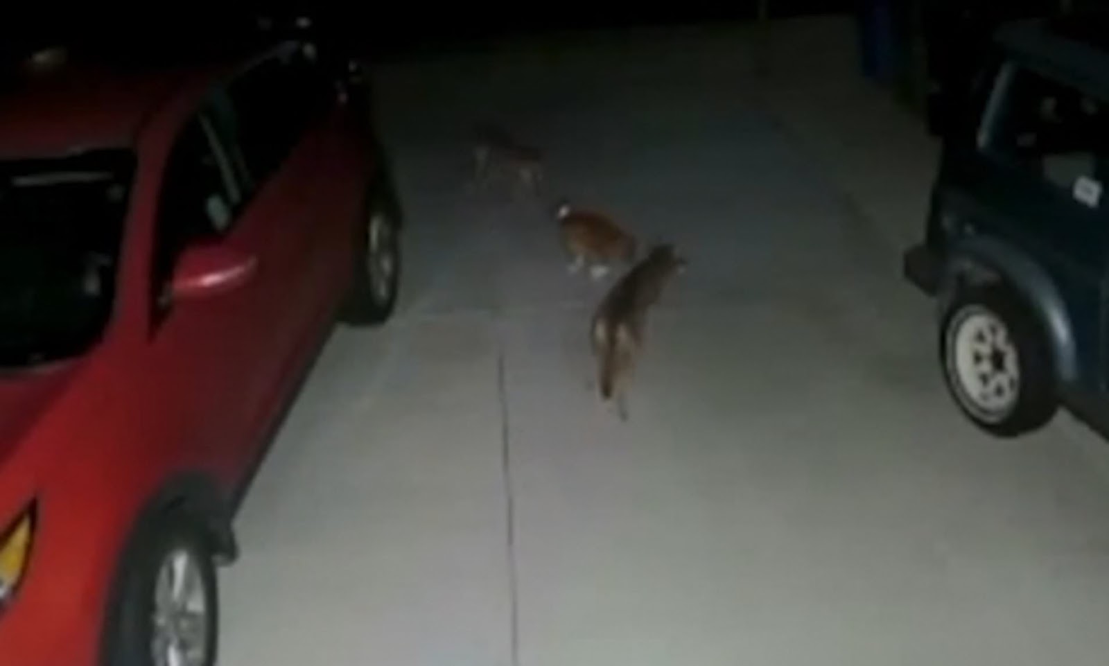 Hero cat takes on two coyotes and chases them off in incredible video
