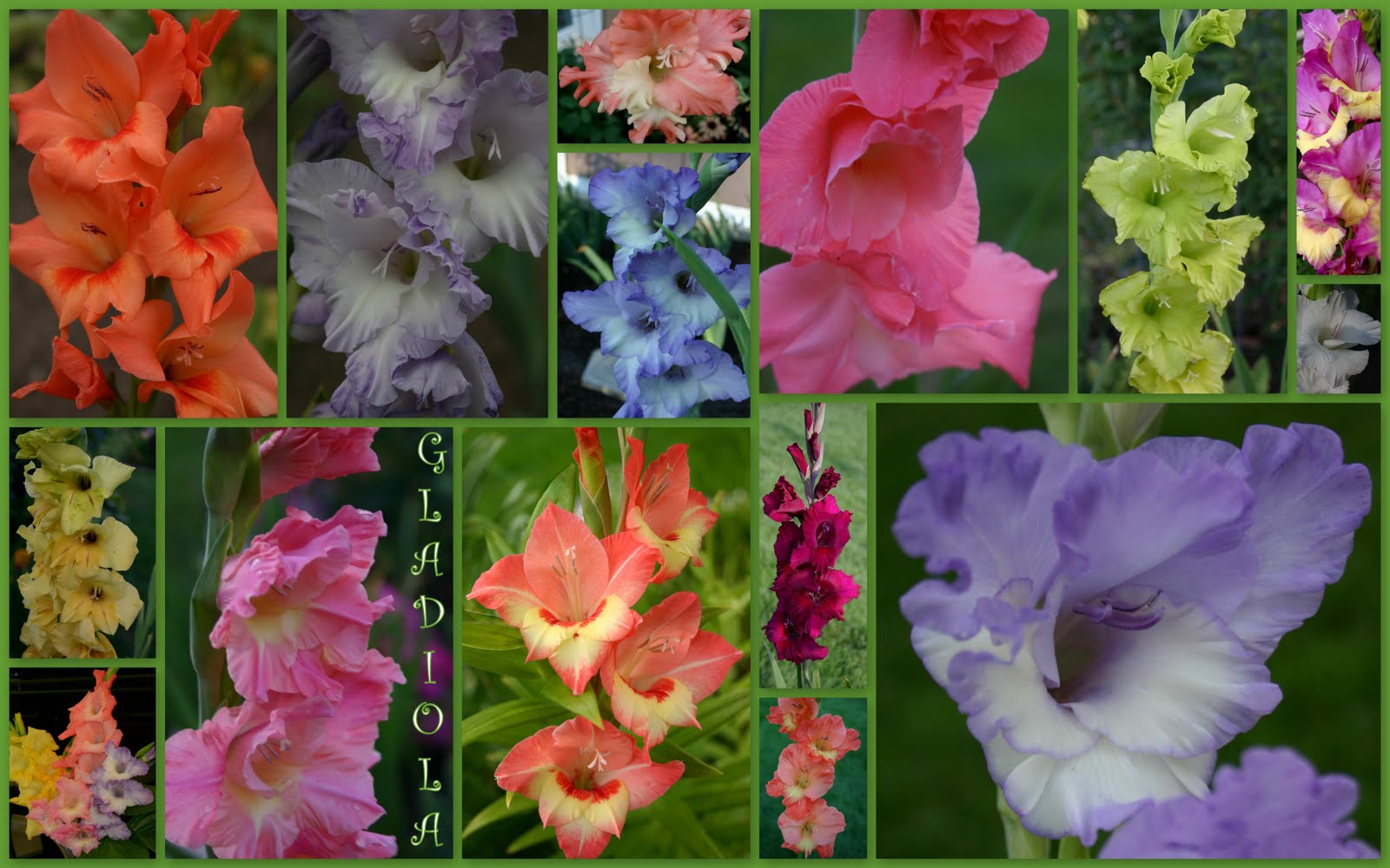 GLADIOLA PLANT NOW AT INTERVALS FOR SUMMERLONG BEAUTY! Sowing the