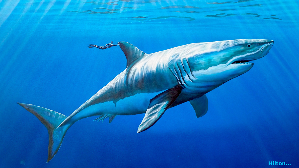 акулы бьюти сферы. тигровая акула арты. песни акула краски. A shark in time. акуленок бэби шарк желтый.