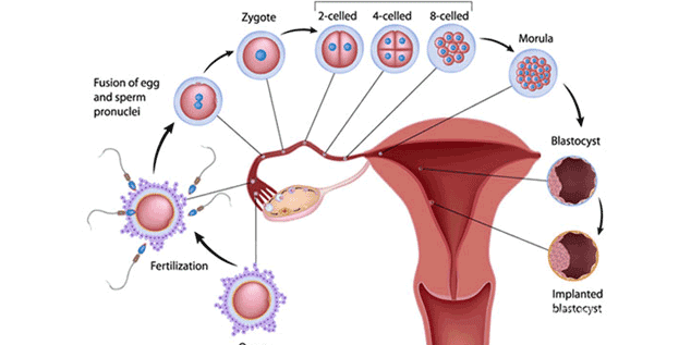 niêm mạc tử cung mỏng ảnh hưởng đến quá trình thụ thai
