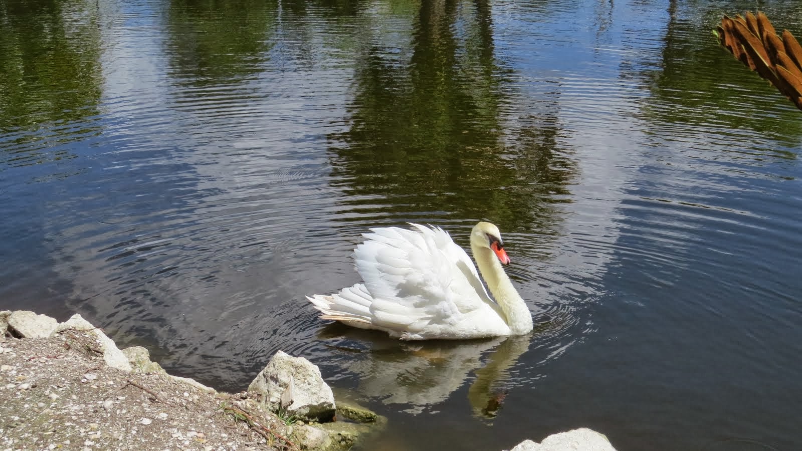 Swan in Periwinkle Park