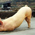 В Китай свиня "се моли" пред будистки храм (видео)