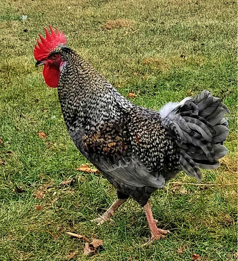 Why I Don't Keep a Rooster in My Chicken Flock Fresh Eggs Daily® with