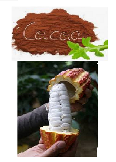 FOR THE PURCHASE OF 10 NOVO SEEDS GIFT 5 COCOA SEEDS FOR GROWING INDOOR