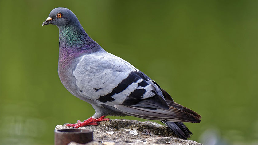 types of pigeons, different types of pigeons, pigeon varieties