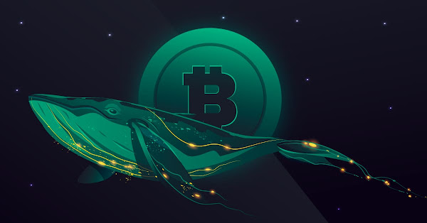 bitcoin balinaları bitcoin balinaları Çin'in kripto yasağından sonra daha fazla kripto para biriktirmeye başladı