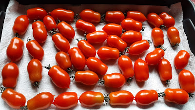 Lizzano tomatoes