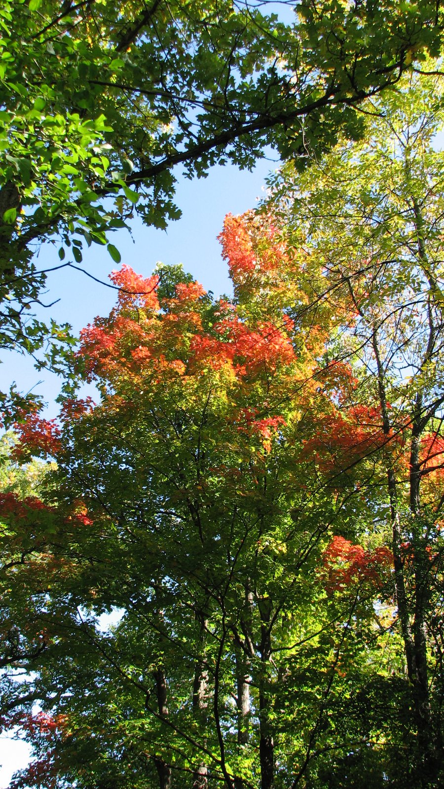 Zigzag De Photos Sentier Des Voyageurs