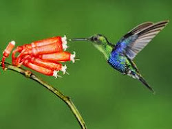 bird hummingbird colibri fly helicopter backwards backward hummingbirds humming birds kolibri