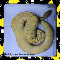 Ball Python Banana Enchi Proven