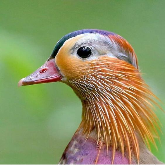Mandarin duck Colorful Bird Information and Pictures Pets Amazing Pets For You