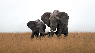 Elephants, Africa, Wildlife, Grass