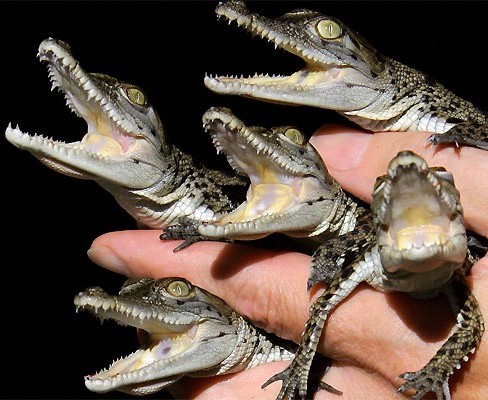 cocodrilos cocodrilo contrabandista limpieza alligators bebes gators estanque necesaria