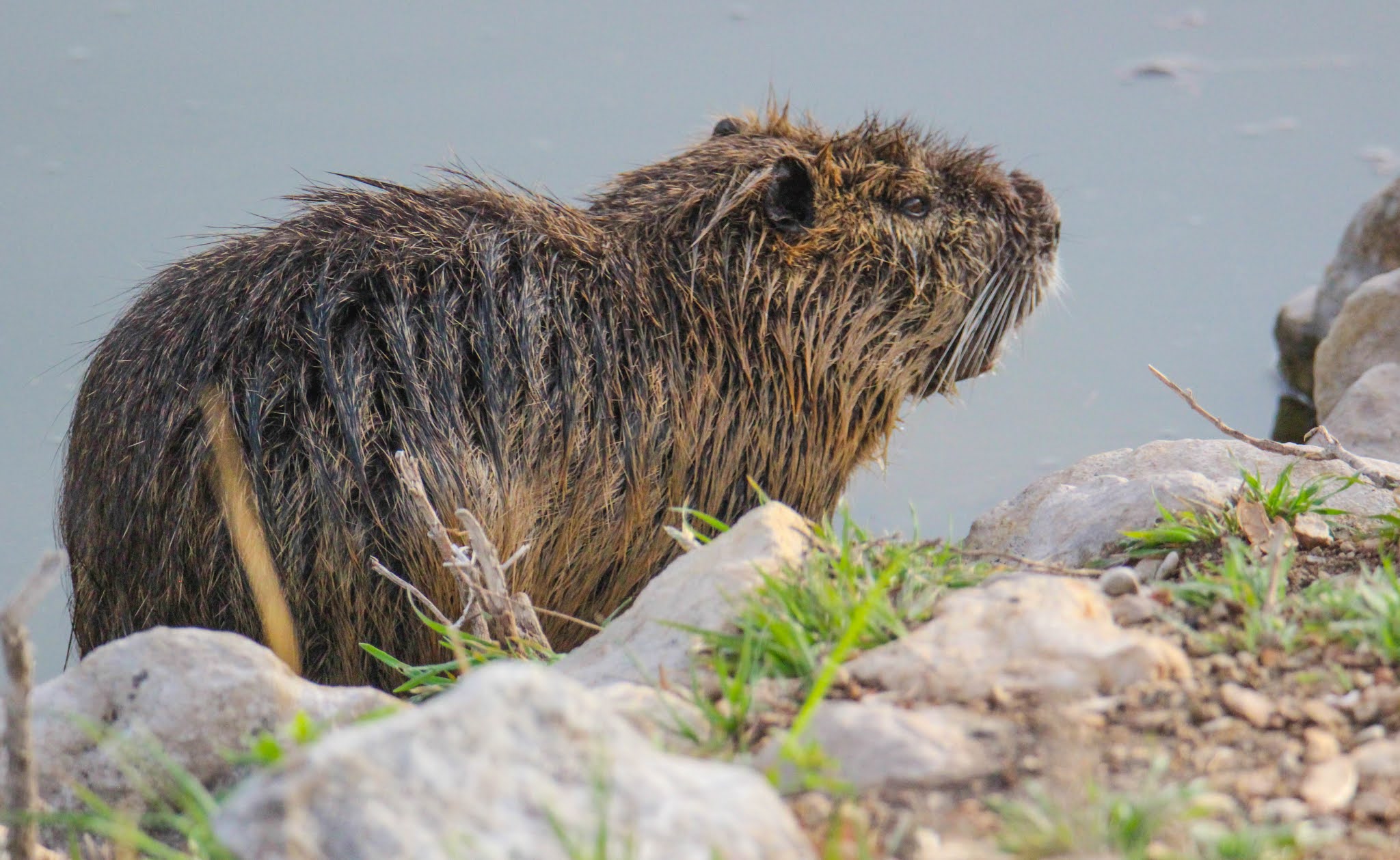Cannundrums Nutria Texas