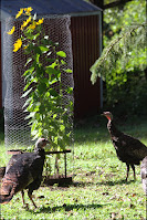 Small patch of tall upright sunflower plants inside a chicken wire cylinder, with two adult wild turkeys standing near.