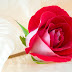 HD RED ROSE WALLPAPERS & BACKGROUND