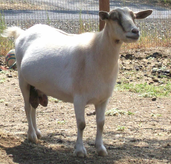 goat gestation, goat gestation period, goat gestation length, goat kidding, goat weaning, goat gestation and kidding, goat breeding, breeding doe, goat gestation, how to bred a doe, breeding of goats