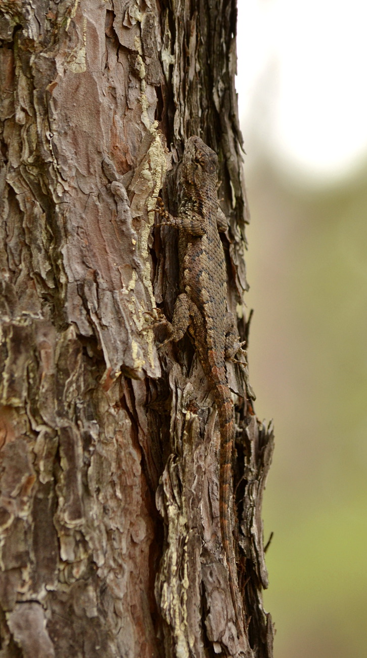 Woods Walks and Wildlife Summer in a Pine Barrens Bog