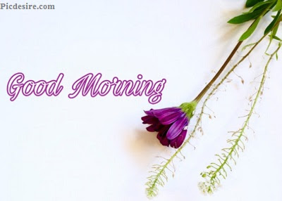 These Best 99+ Good Morning Images will make your day These Best 99+ Good Morning Images will make your day