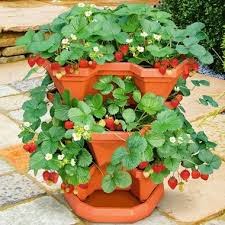 Panduan Menanam Strawberry Dalam Pot