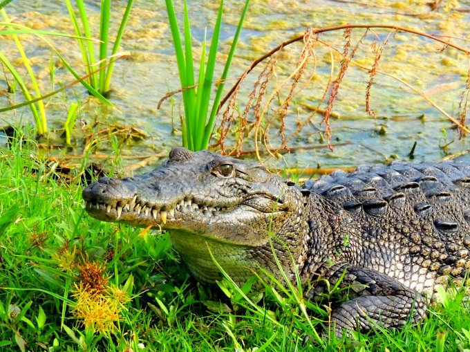 A writer's life with a pampered pooch! Treasure Isla Book 1 The