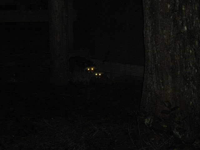 raccoons at cape lookout campground