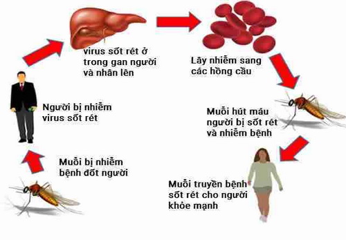 Bệnh sốt rét có nguy hiểm và dễ phát tán không?