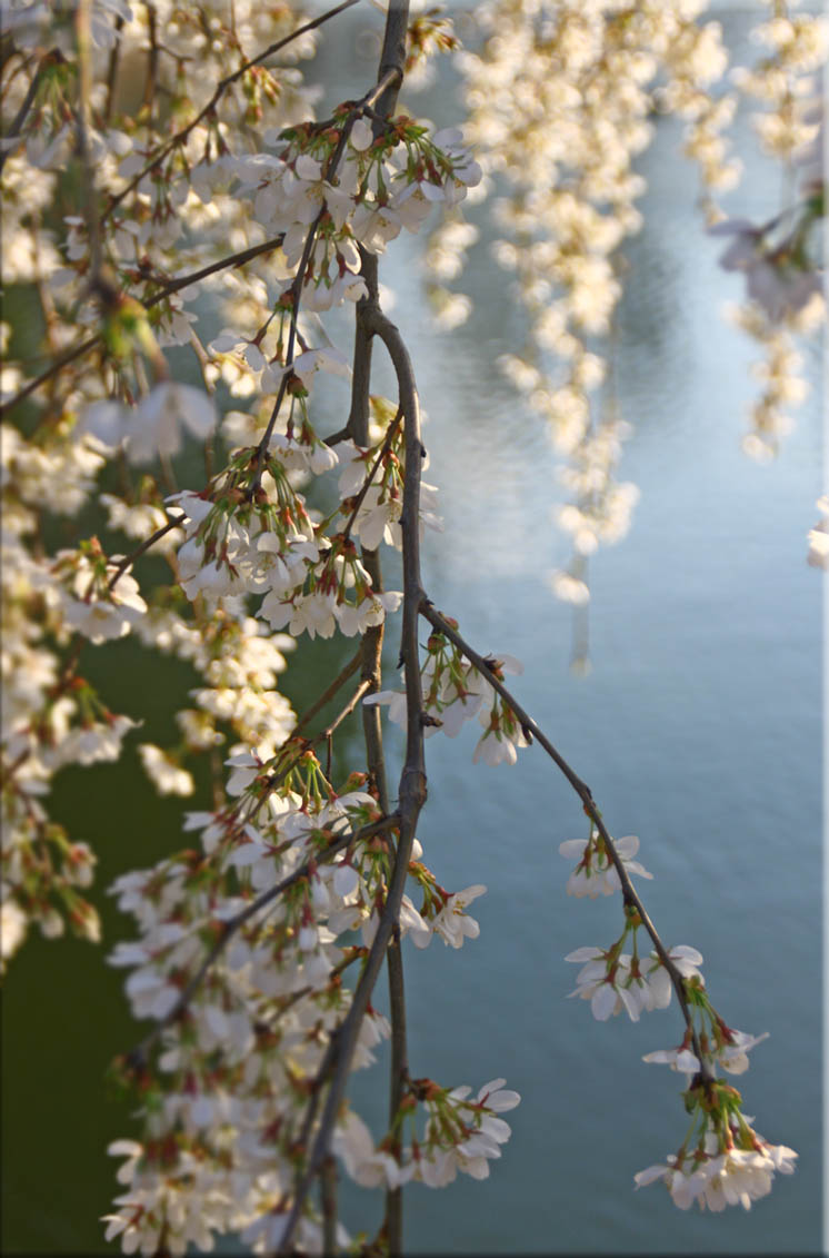 #weepingcherry #thousandblossoms