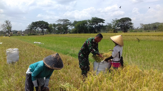 Sukseskan Swasembada Pangan Babinsa Bantu Warga Panen Padi