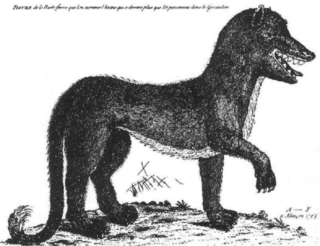 Жеводанский зверь, рисунок со слов очевидцев