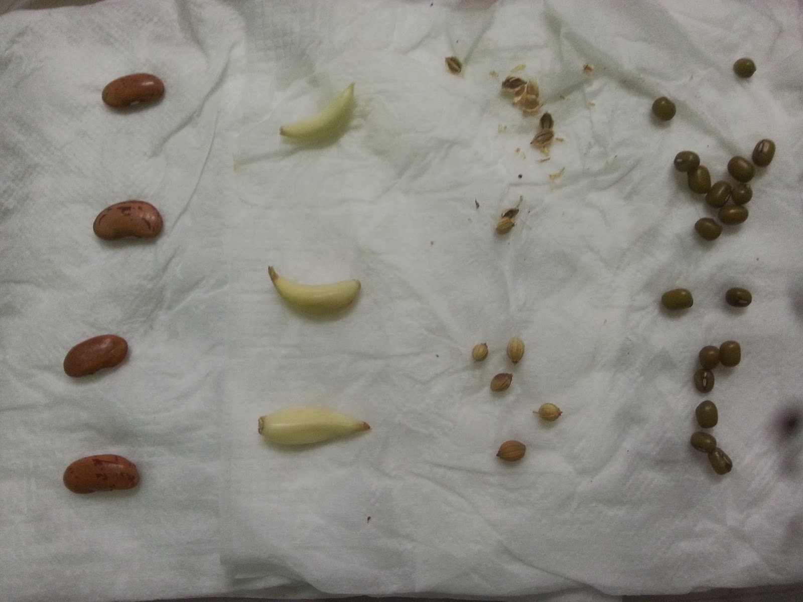 Alluri Aquaponics Growing seeds using tissue paper