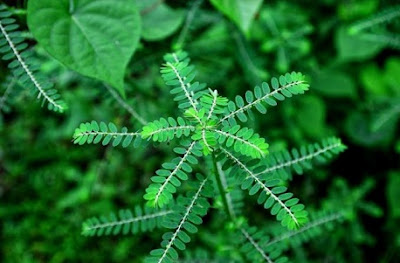 tanaman herbal untuk menaikkan imun tubuh