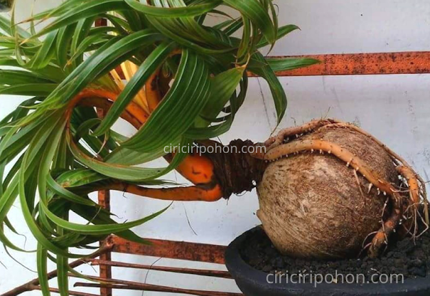 Ciri Ciri Pohon Bonsai Kelapa