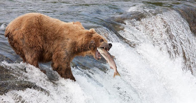 Brown bears fishing