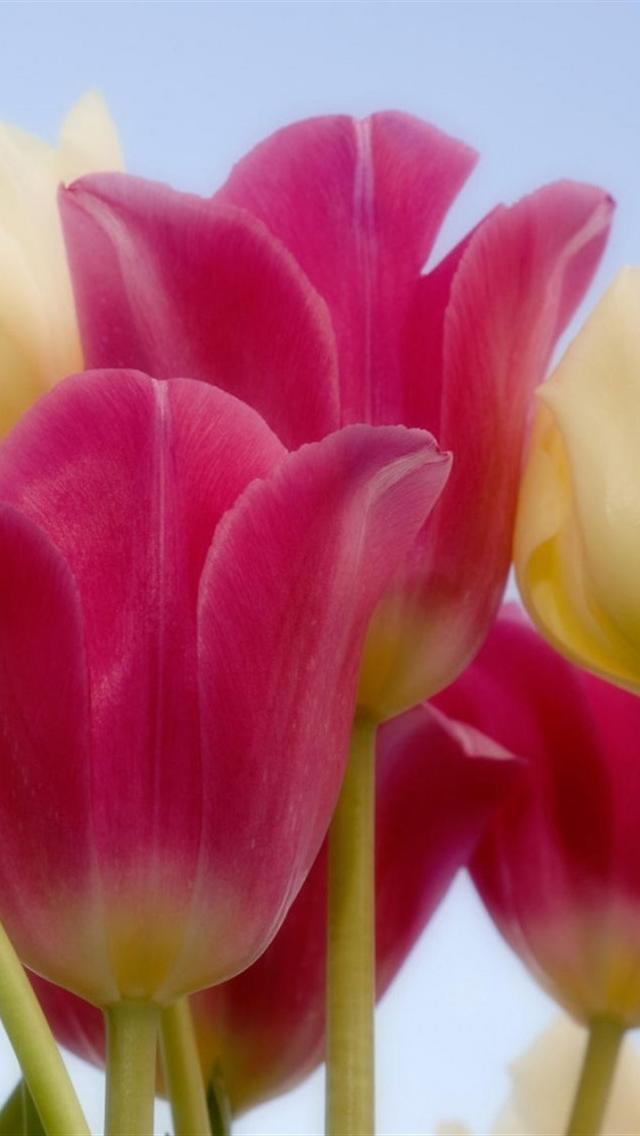√ Lovely Pink Tulips HD Wallpapers for Iphone HD Wallpapers