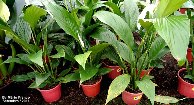 Meu Cantinho Verde: BANDEIRA-BRANCA, LÍRIO-DA-PAZ - ( Spathiphyllum  wallisii )